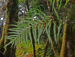 Lecanopteris novae-zealandiae. Pinnatifid fertile frond growing on a tree trunk.
 Image: L.R. Perrie © Leon Perrie CC BY-NC 3.0 NZ